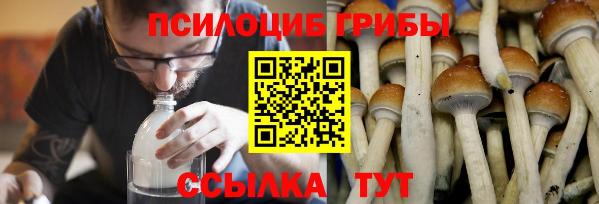 Псилоцибиновые грибы MAGIC MUSHROOMS Котовск